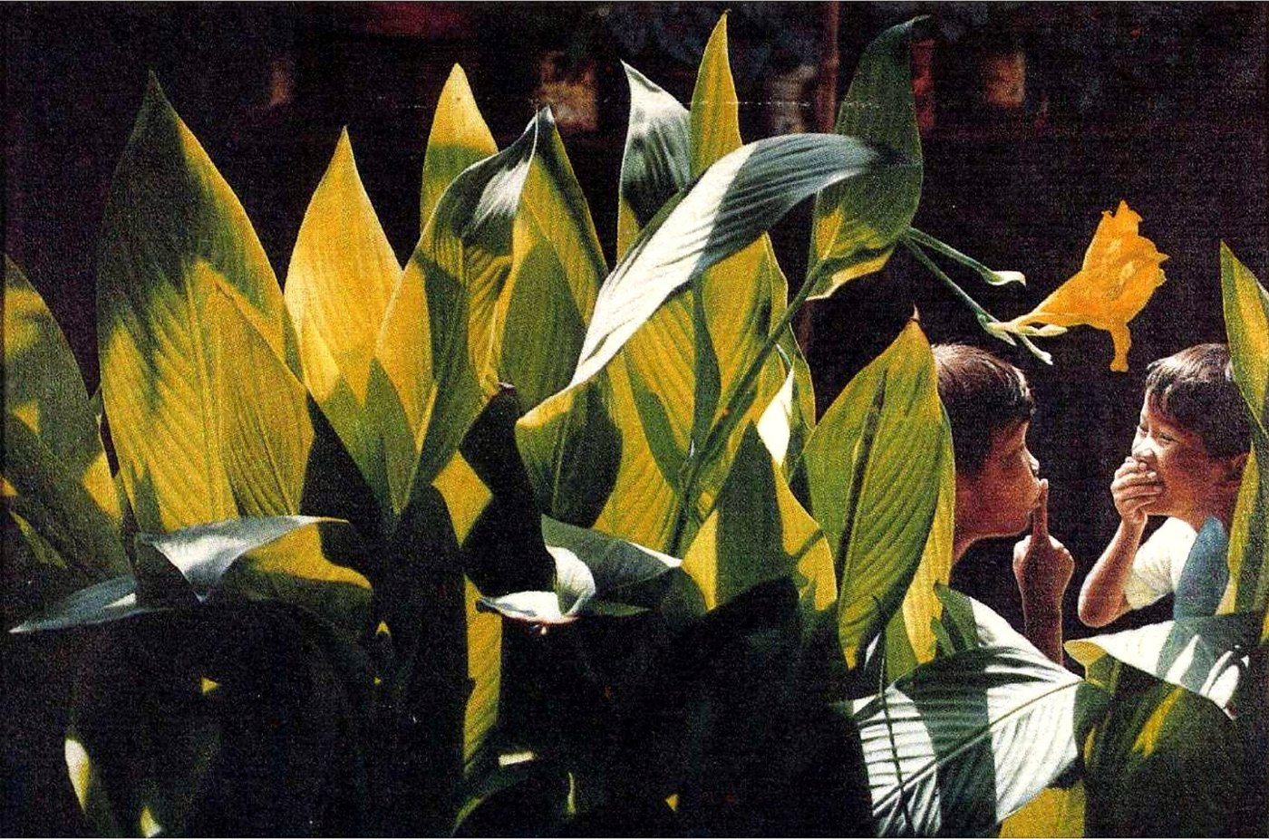 Taguan, 1991